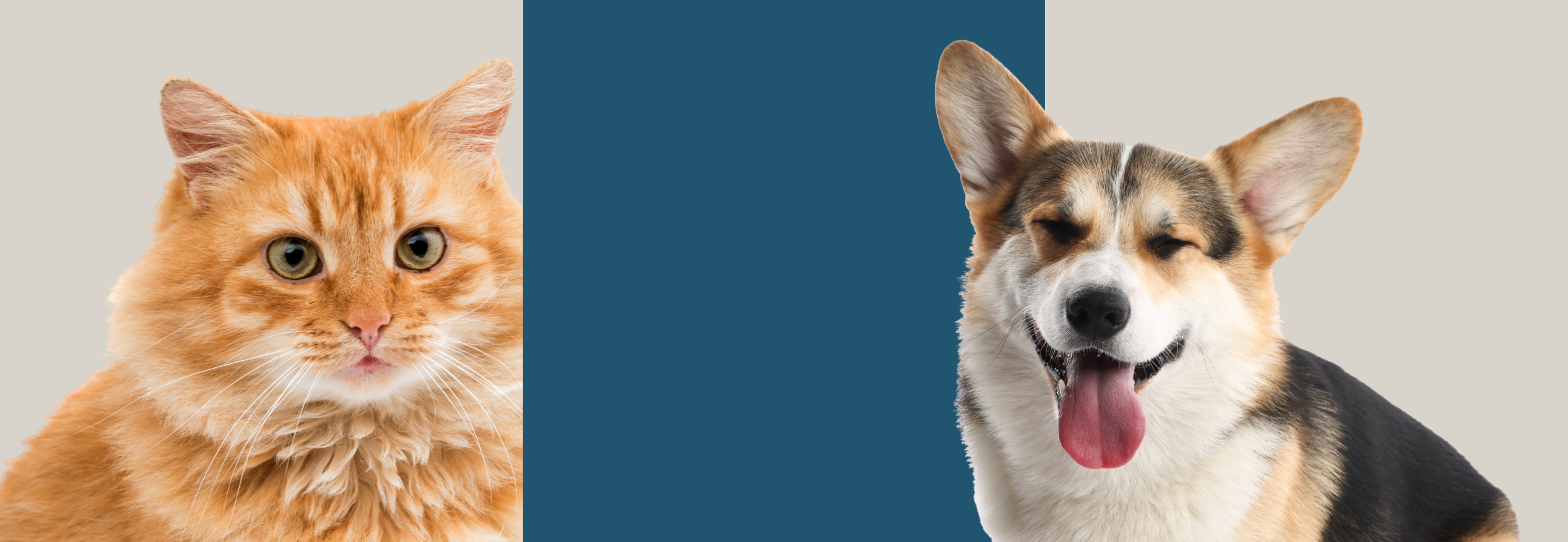 gato y perro