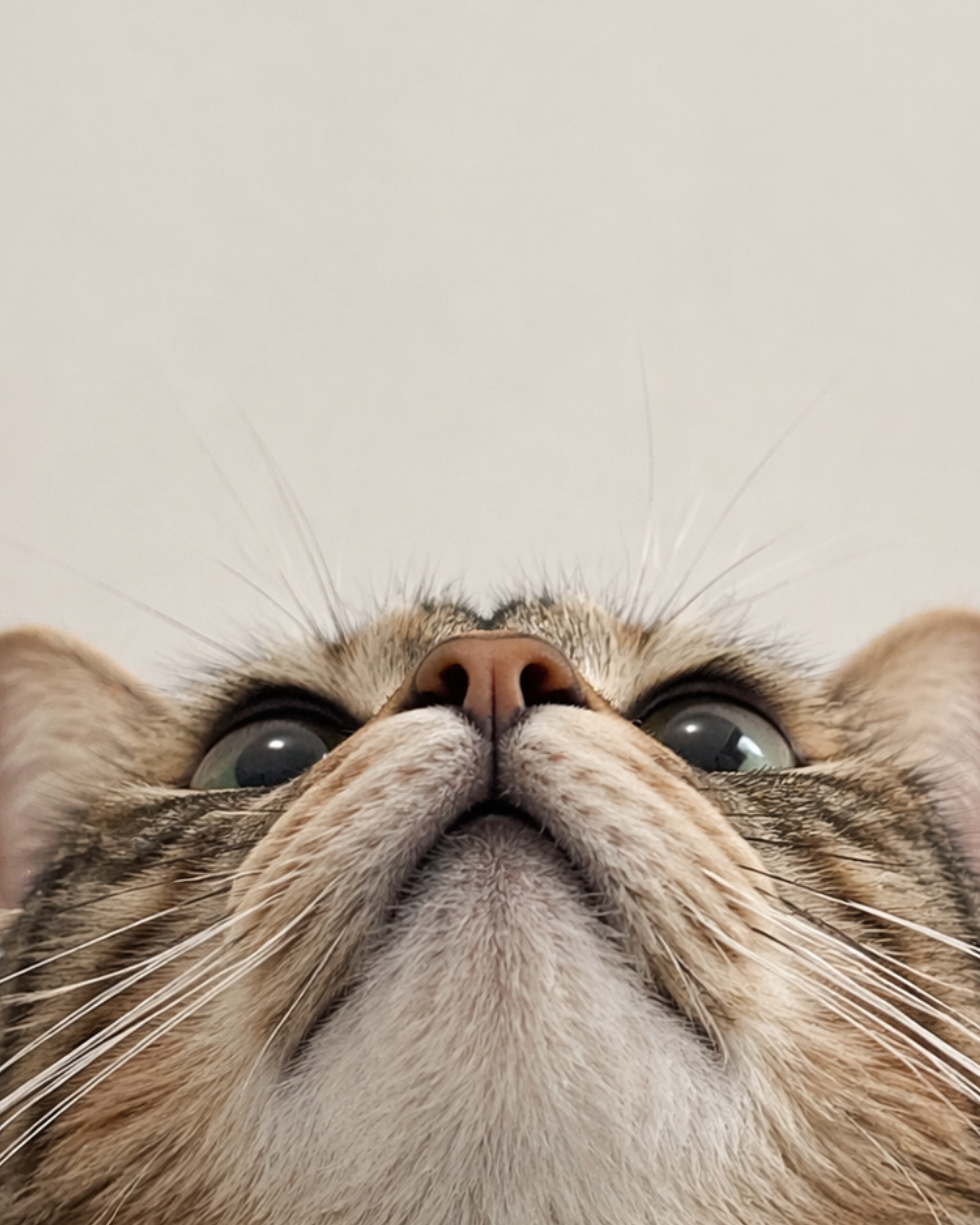 gato mirando hacia arriba